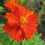 Thumbnail: Cosmos 'Ladybird Dwarf Red'