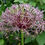 Thumbnail: Allium christophii