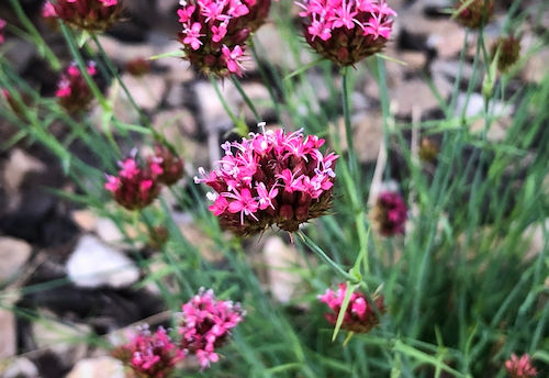 Thumbnail: Dianthus pinifolius