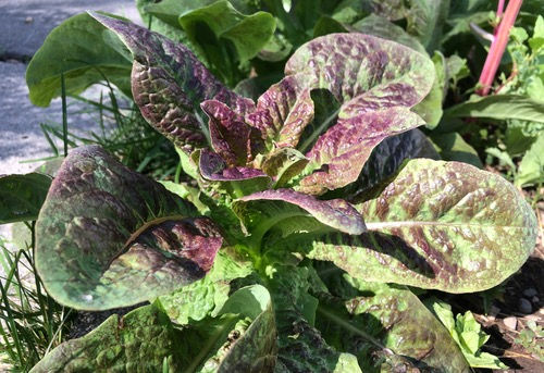 Thumbnail: Celtuce 'Cracoviensis'