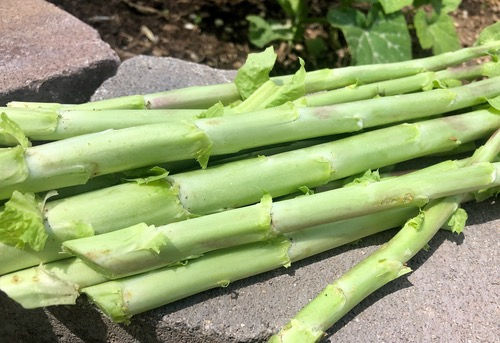 Thumbnail: Celtuce 'Cracoviensis'