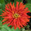 Thumbnail: Zinnia 'Cactus Flowered Mix'