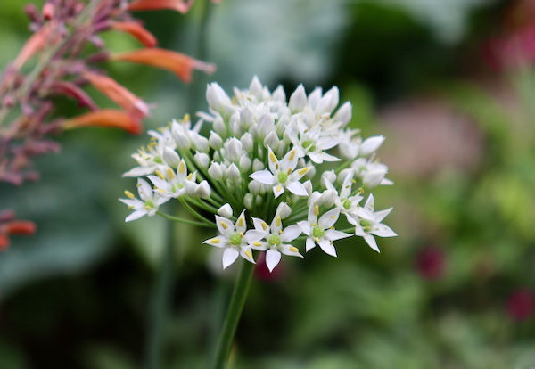 Thumbnail: Chives, Garlic
