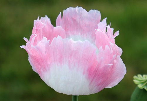 Thumbnail: Poppy 'Amphora Mix'