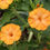 Thumbnail: Mirabilis jalapa 'Orange Crush'