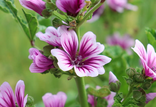 Malva sylvestris 'Zebrina'