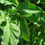 Thumbnail: Tomato 'Pink Pioneer'