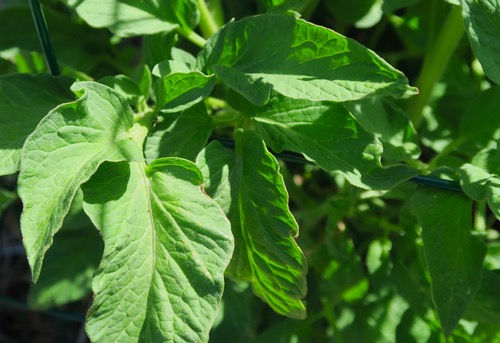 Thumbnail: Tomato 'Pink Pioneer'