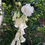 Thumbnail: Digitalis purpurea 'Monstrosa White'