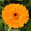 Thumbnail: Calendula 'Erfurter'