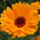 Thumbnail: Calendula 'Pacific Beauty Mix'
