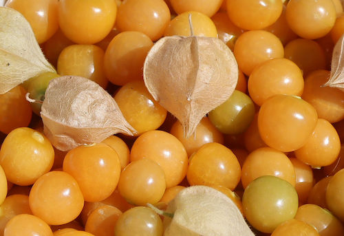 Ground Cherry 'Geltower'