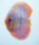 Discus Fish