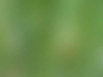 稲の花と昆虫の観察