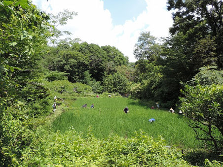 田んぼの草取り