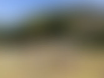 秋の虫を見つけに