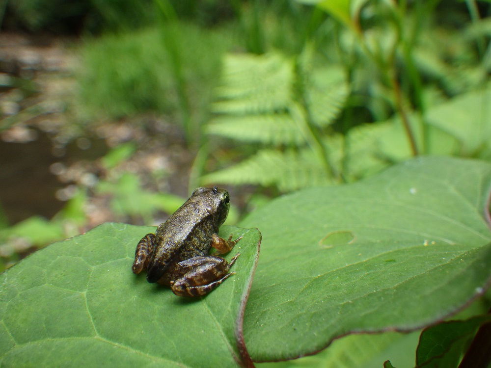 アカガエル幼体の放流