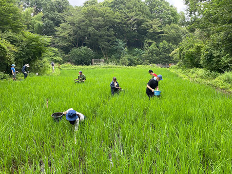 昔ながらの米作り