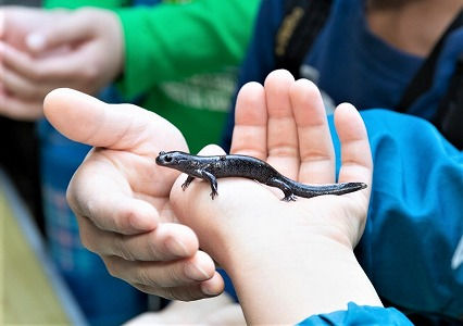 両生爬虫類の観察会