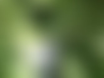 昆虫探偵団活動開始