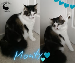 Monty