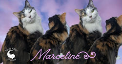 Marceline