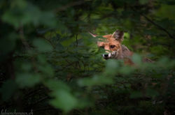 Renard croisé...