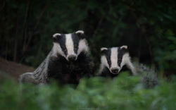 Nuit de tendresse...