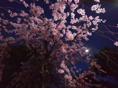 今年の桜は綺麗でした