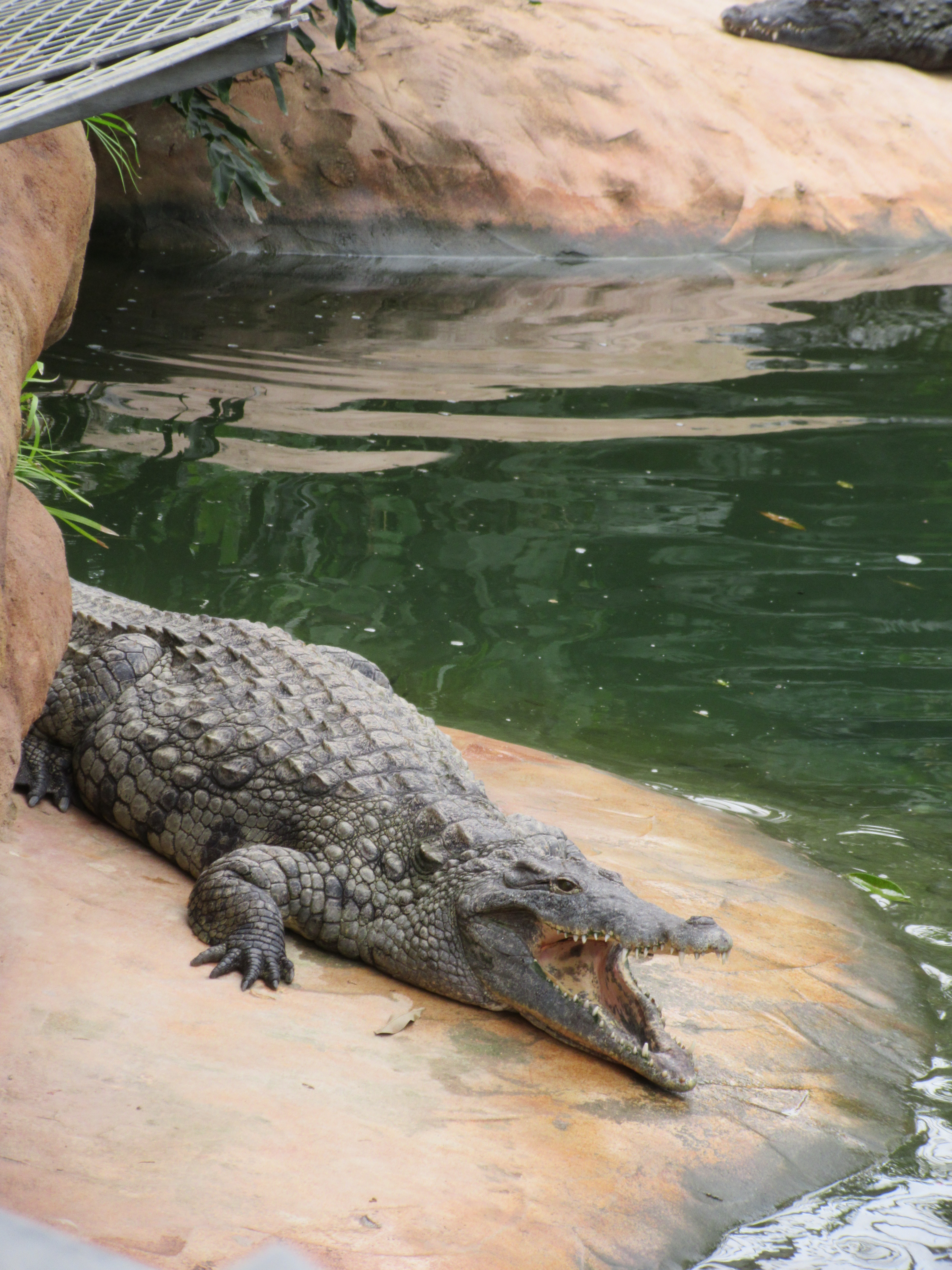 voyage la ferme aux crocodiles
