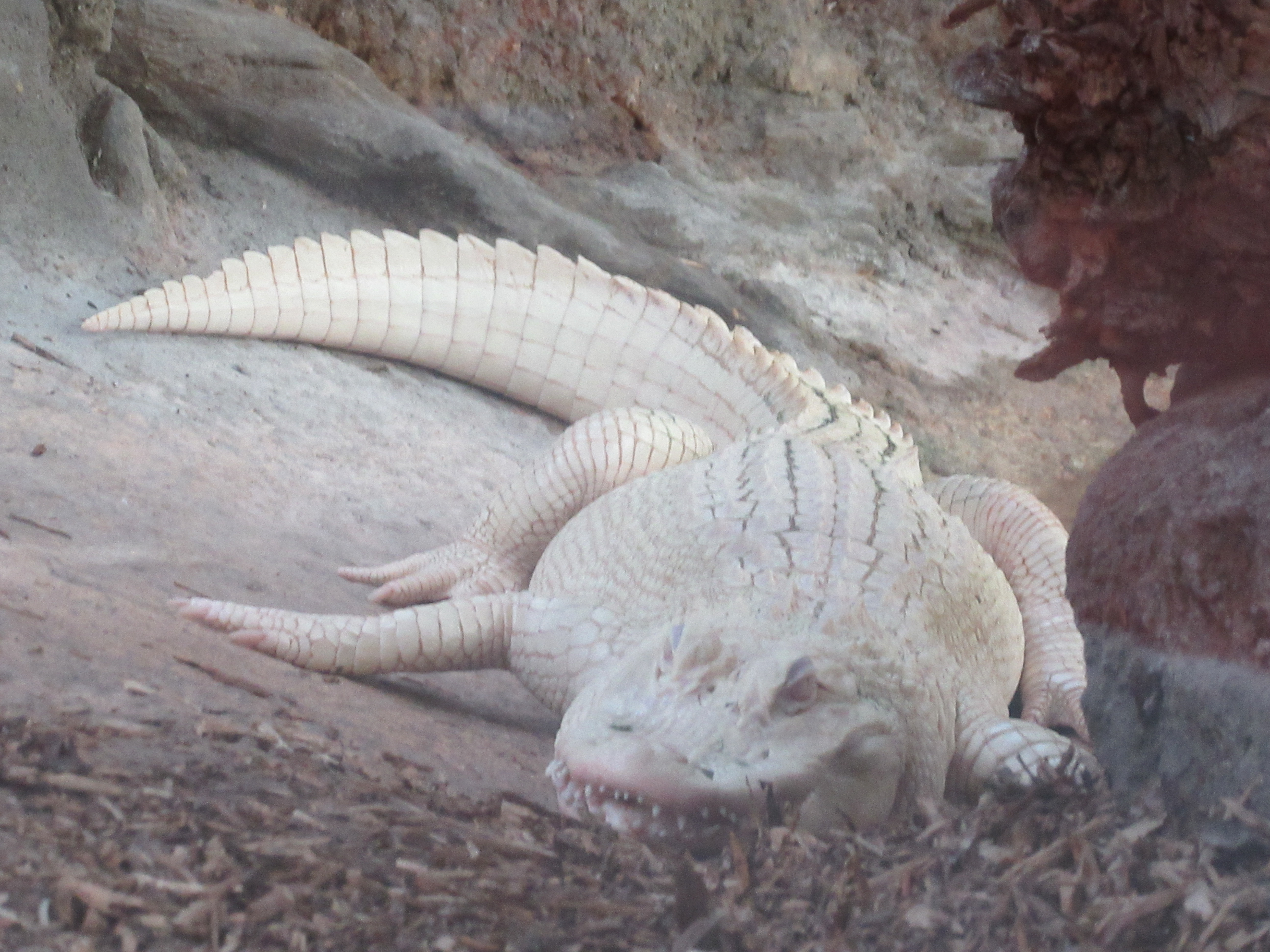 voyage la ferme aux crocodiles