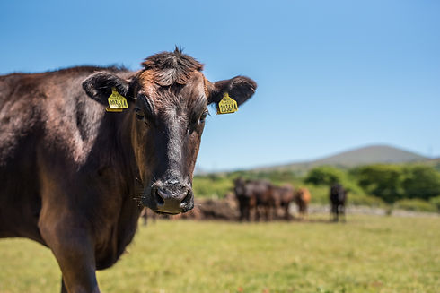 Snowdonia Wagyu.jpg