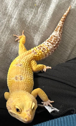 Tang1
