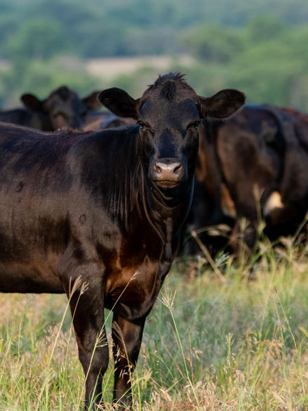 A replacement heifer on pasture