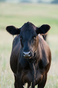 Dilday-Ranch-Cows-41.jpg