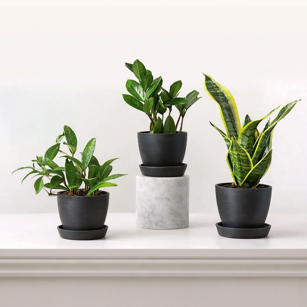 Plantes or végétal.jpg