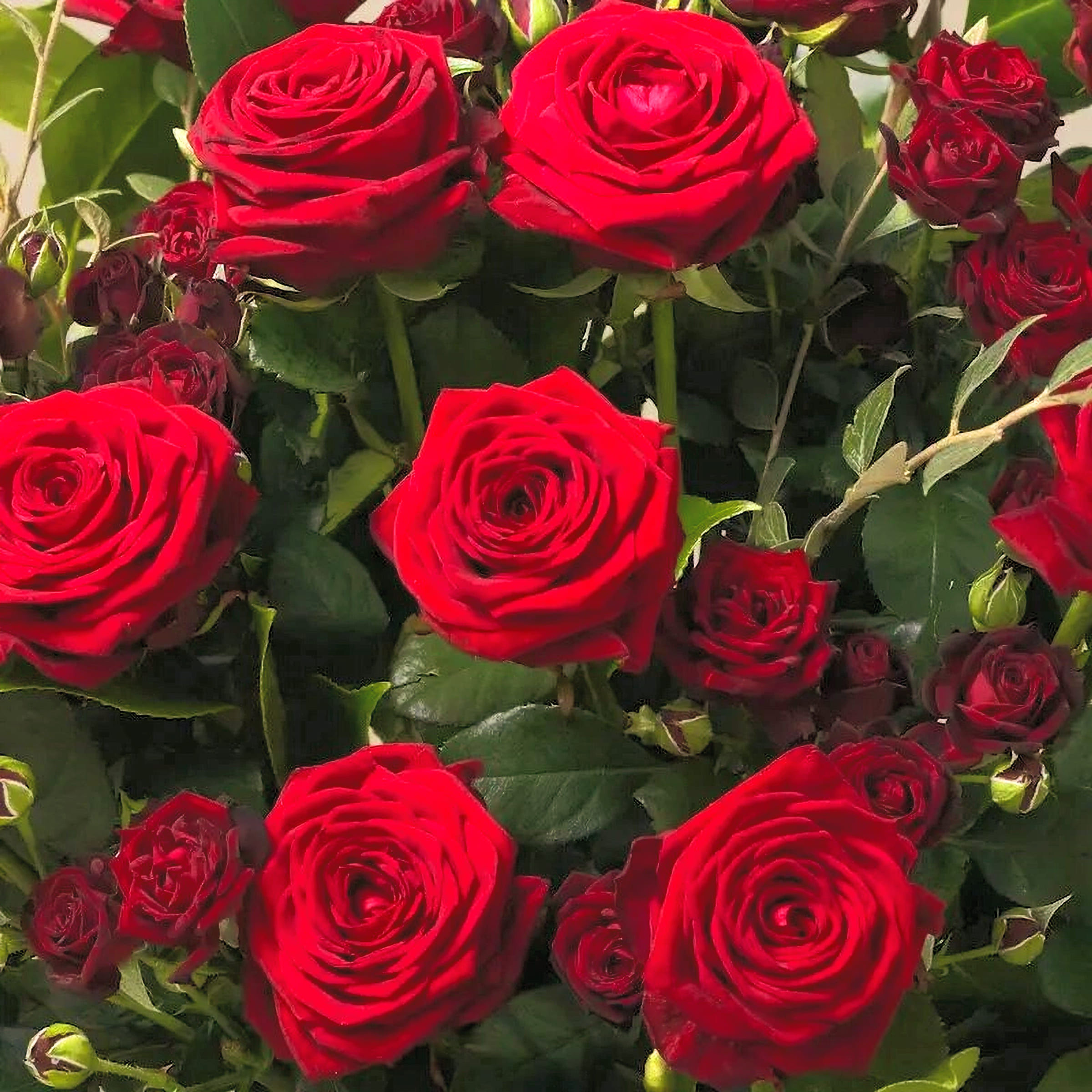 Gros plan sur des roses rouges et roses branchues bordeaux, avec feuillage vert profond – bouquet Saint-Valentin Or Végétal