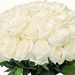 Gros plan sur des roses blanches ivoire aux pétales serrés, bouquet dense et lumineux, feuillage vert sombre en base.