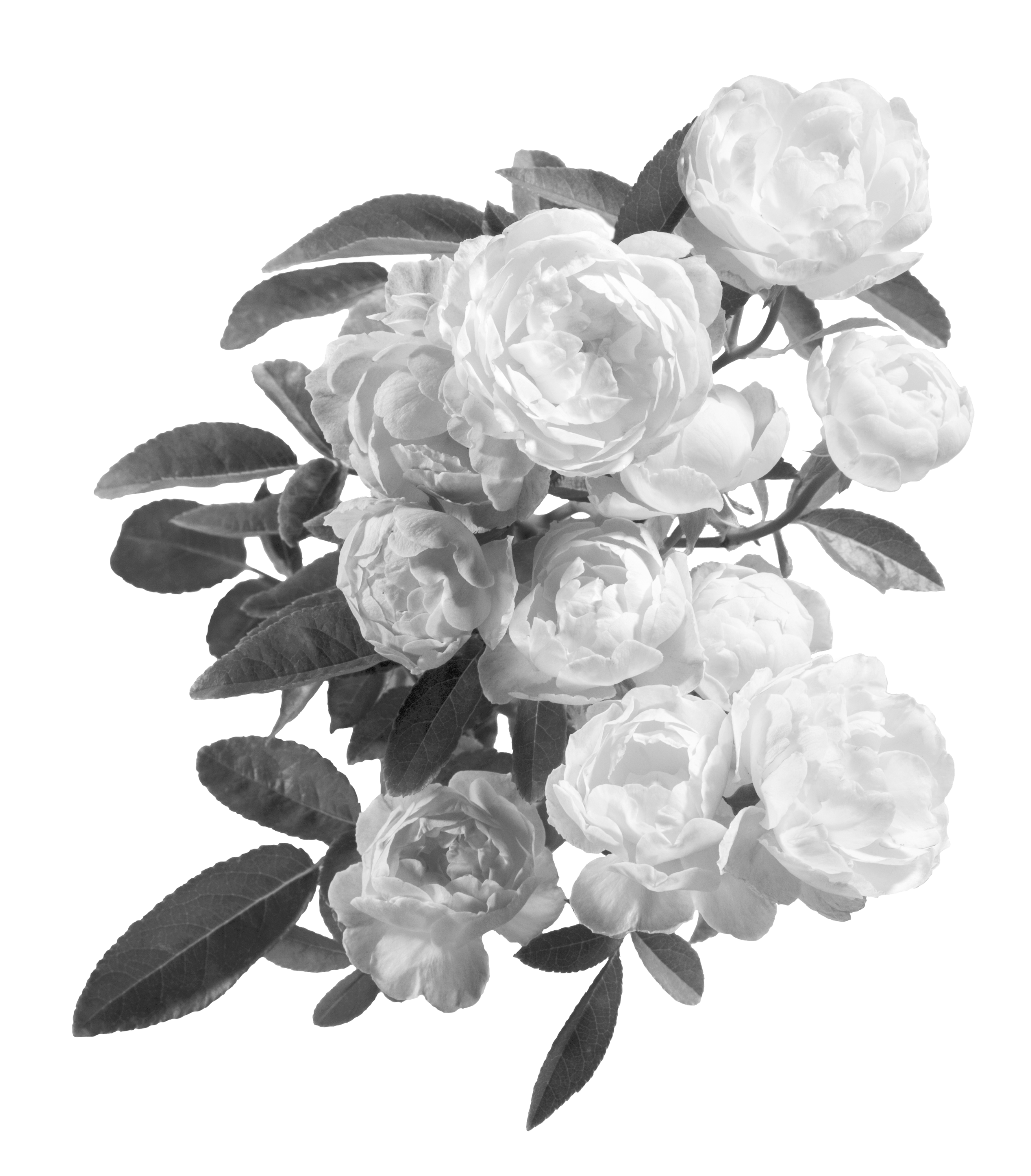 Pink Peonies_edited.png