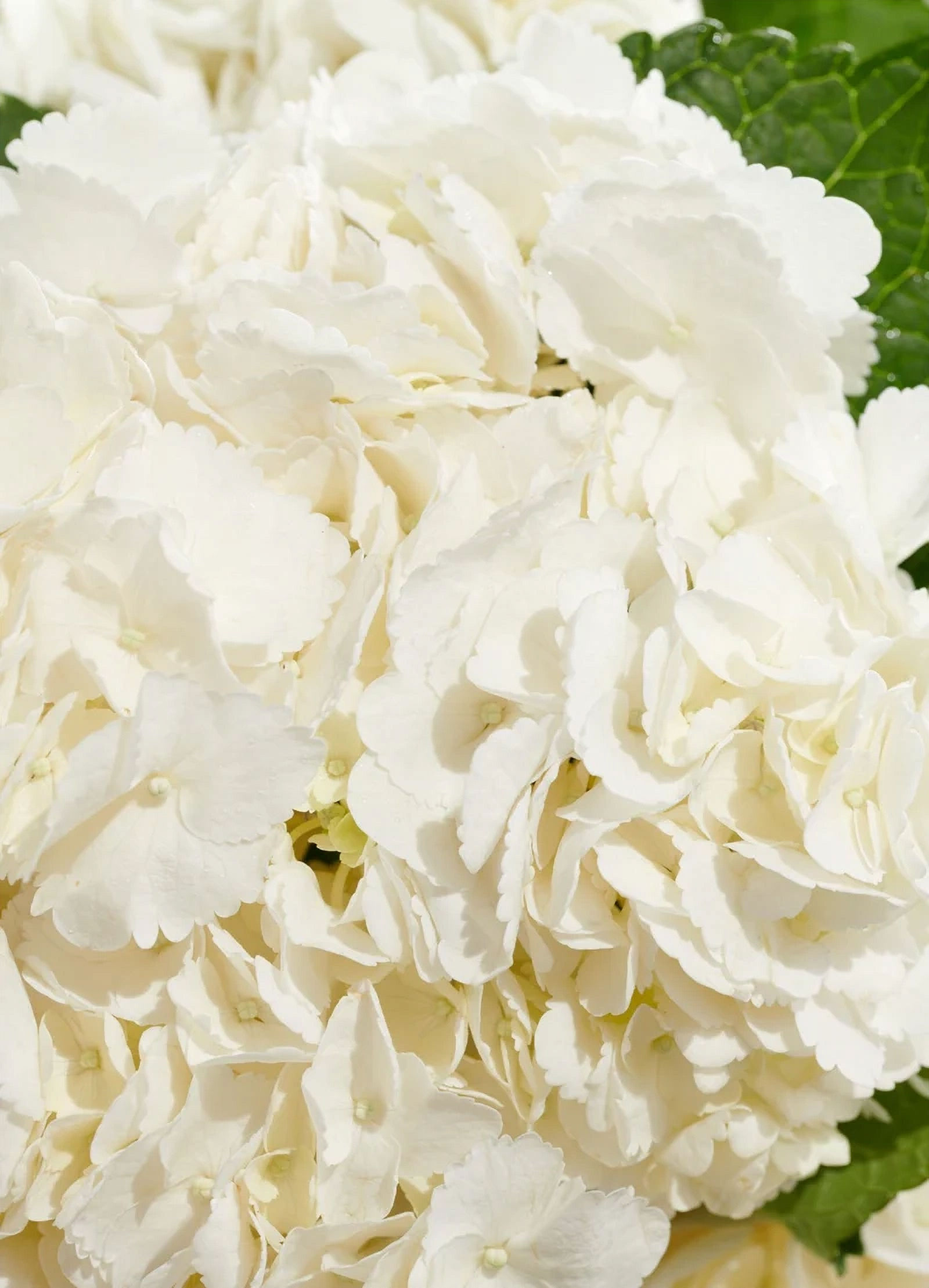 Détail des hortensias du bouquet Nuage, pétales délicats et texture généreuse, Or Végétal