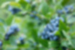 Close-up view of a bowl filled with frozen blueberries
