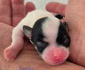 aa535231-e538-4f7a-a3c9-1fd03b4fc3aa.jfif