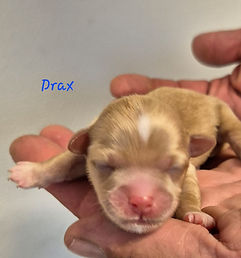 Drax 3.jpeg