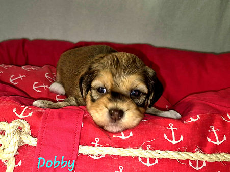 Dobby1.9._edited.jpg