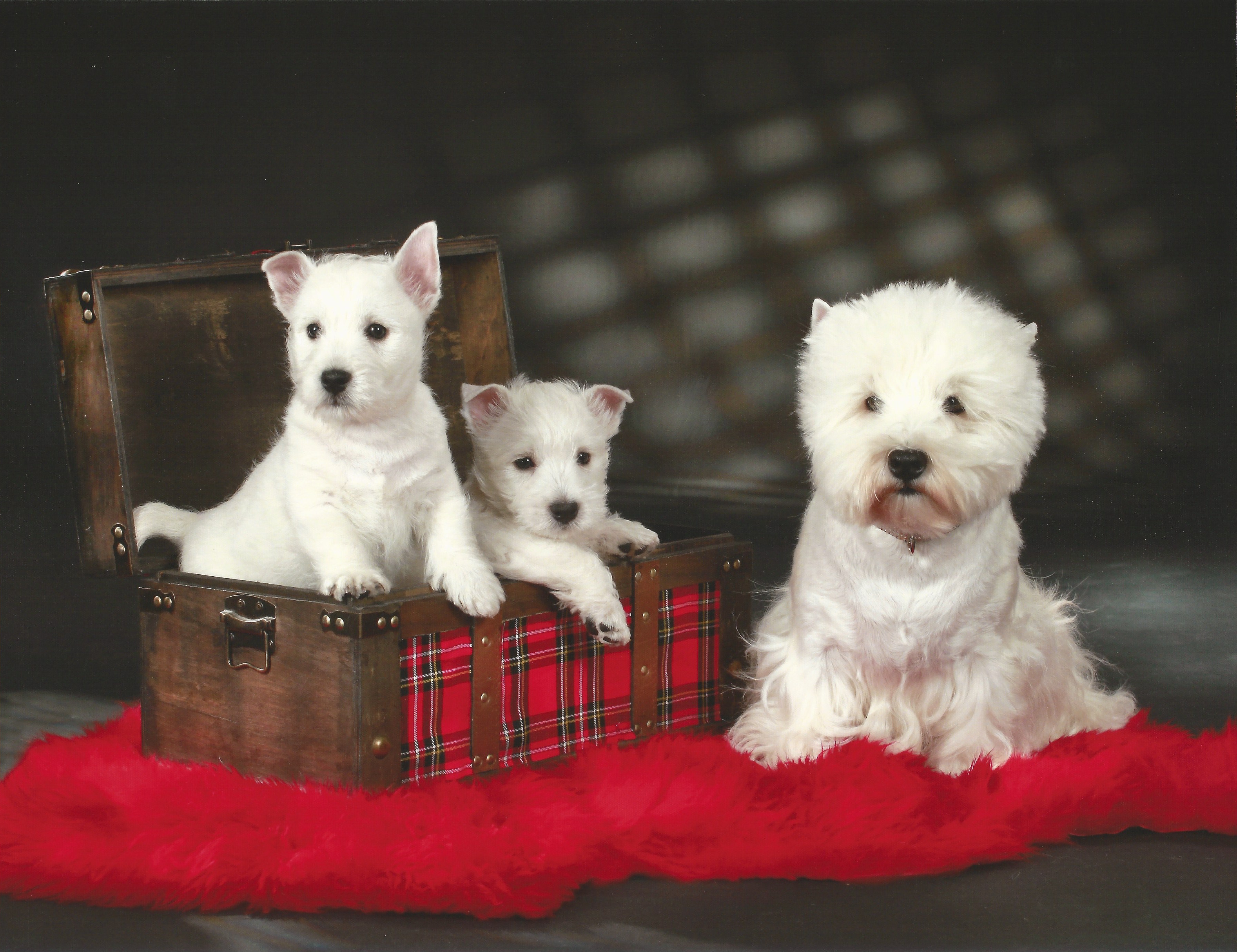 Linus, Louis und Pepper