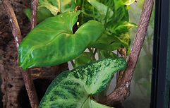 Pflanzen im Terrarium