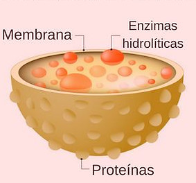 estructura-de-lisosoma-significados_bg.j