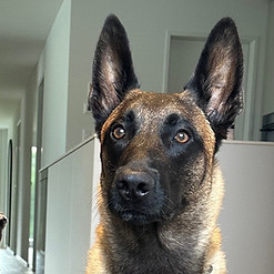 Milena Cahmp Hunde.jpeg