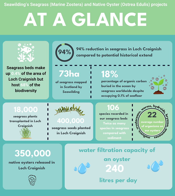 Quick Facts about Seawilding’s Seagrass (Marine Zostera) and Native Oyster (Ostrea Edluis)