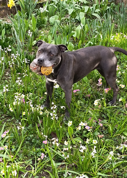 Staffe